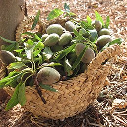 Domaine tartemion, Jonquières