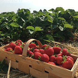 Claude et Françoise, Provence (Vaucluse)