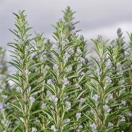 Coopérative Provençale - Trets