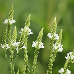 Fleurs de verveine (Haute-Loire)